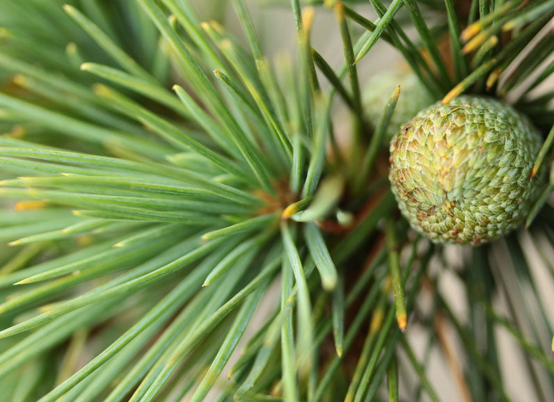 CEDAR 'Lebanon' --Cedrus libani--