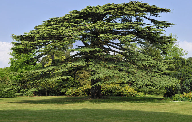 CEDAR 'Lebanon' --Cedrus libani--
