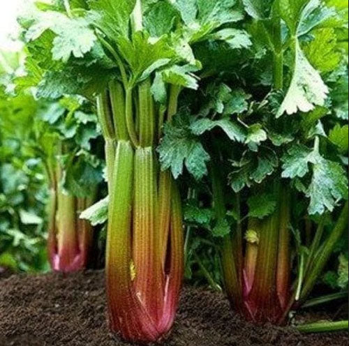 CELERY 'Redventure'