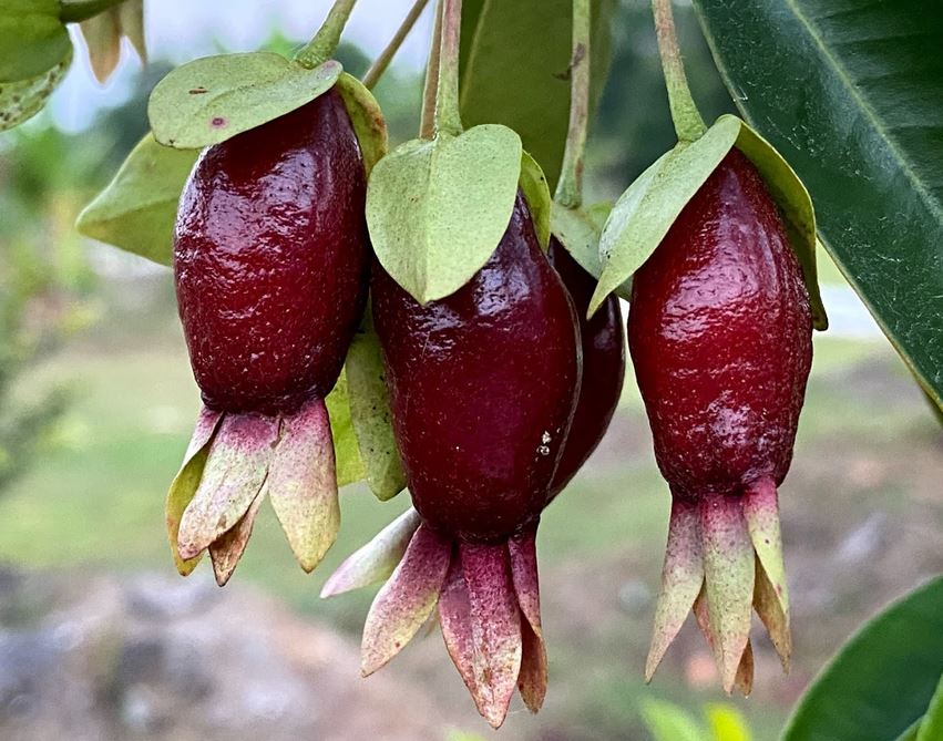 CHERRY 'Savanna' --Eugenia calycina--