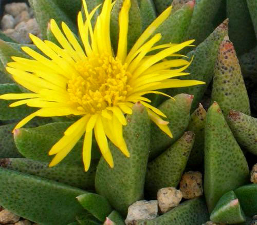 Rabiea albinota --Clock Plant--