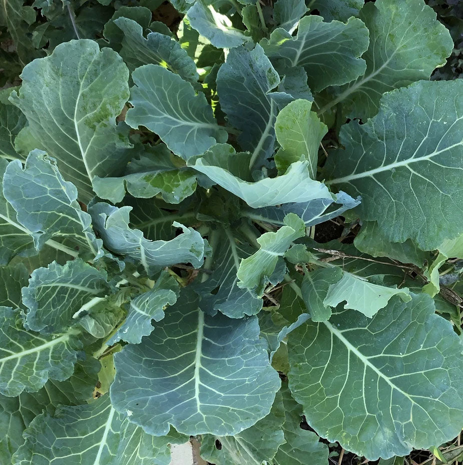 COLLARDS 'Morris Heading'