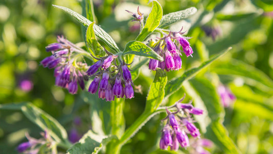 COMFREY 'True' --Symphytum officinalis 'Patens'--