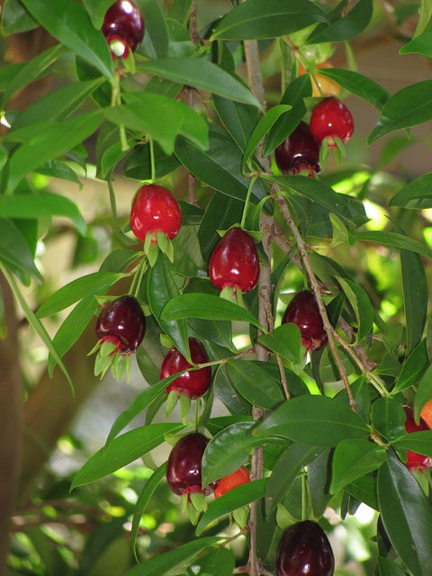 CHERRY 'o' the Rio Grande' --Eugenia aggregata--