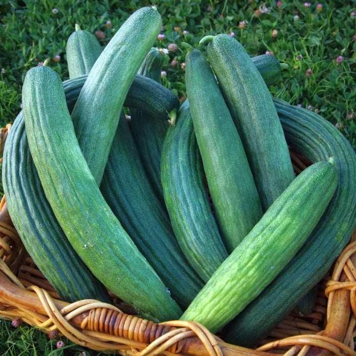 CUCUMBER 'Armenian Dark Green'