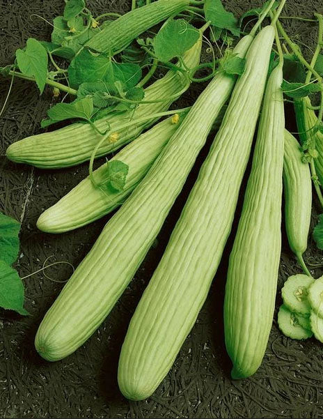 CUCUMBER 'Armenian Green'