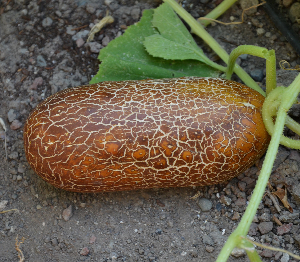 CUCUMBER 'Brown Russian'