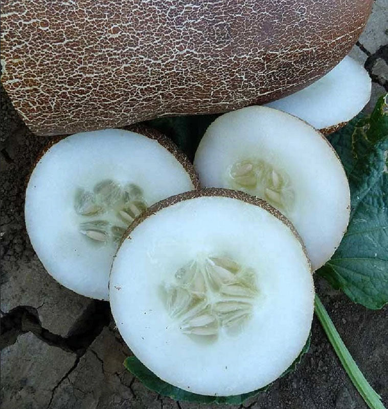 CUCUMBER 'Brown Russian'