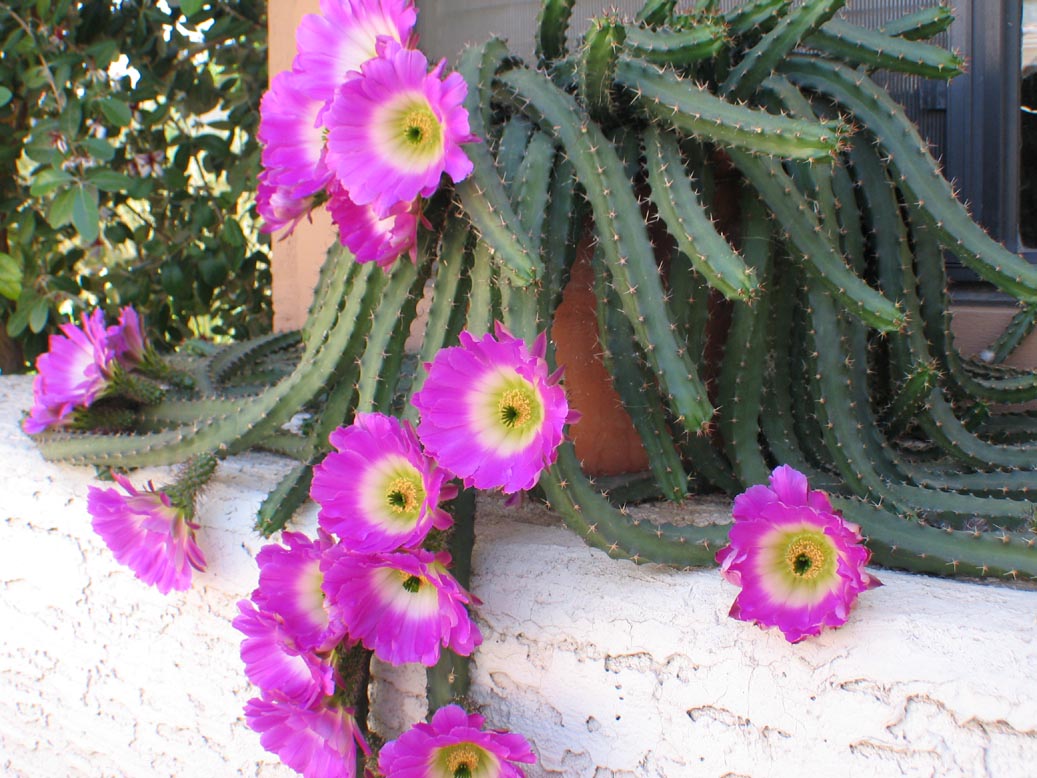 types of lady finger cactus Echinocereus pentalophus --Lady Finger Cactus--