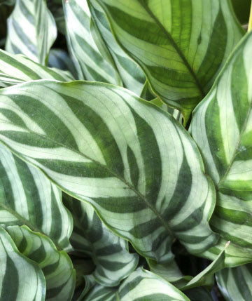 Calathea lancifolia 'Freddie'