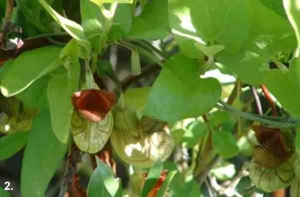 Aristolochia californica --California Dutchman's Pipevine--