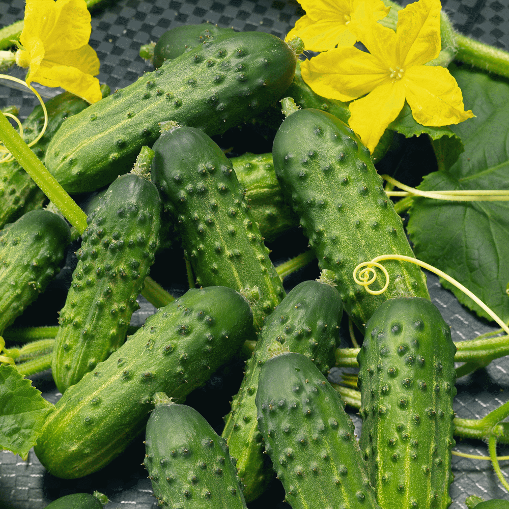CUCUMBER 'Calypso'