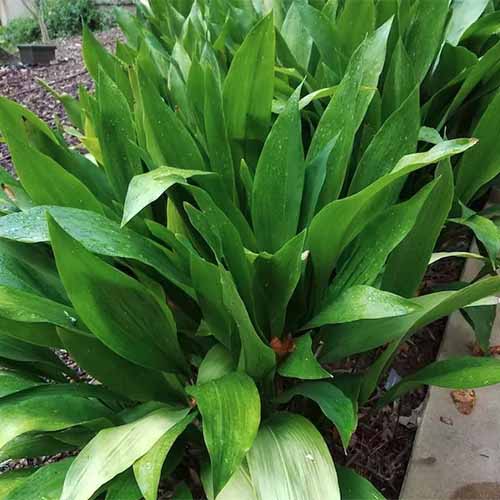 Aspidistra elatior --Cast Iron Plant--