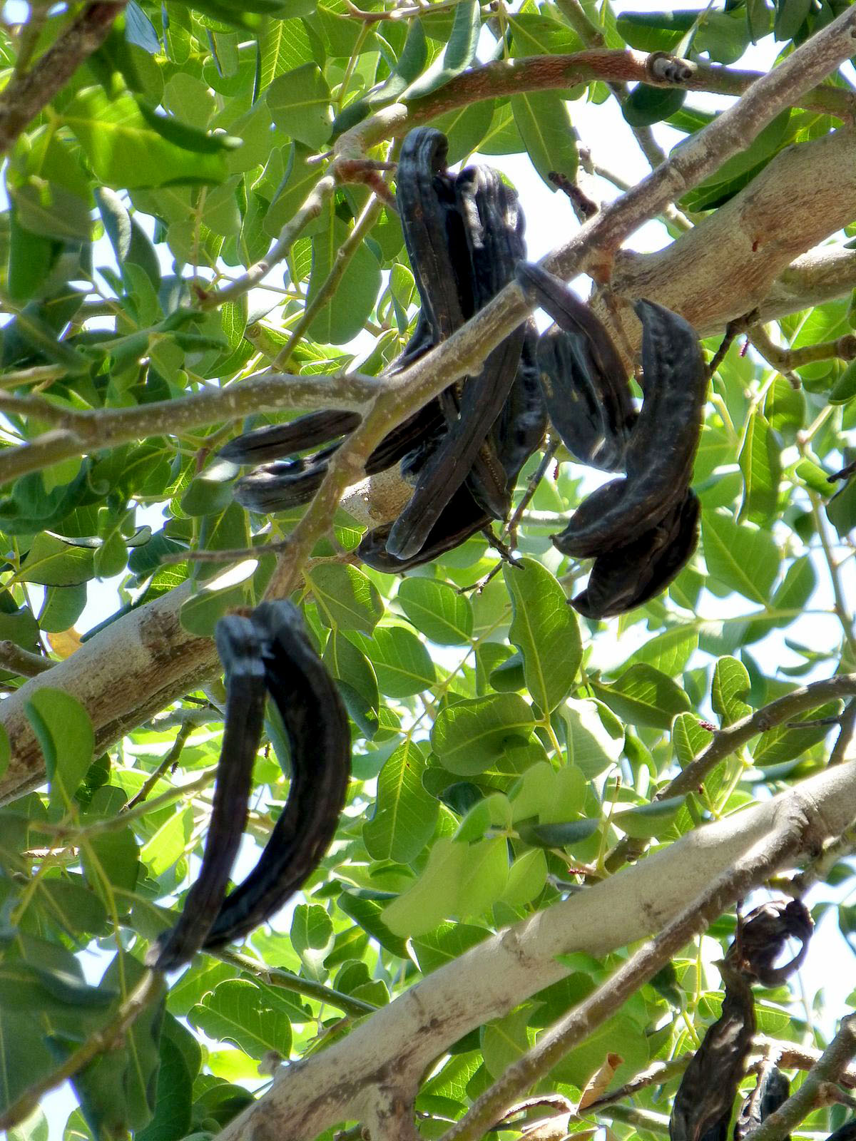 CAROB TREE --Ceratonia siliqua--