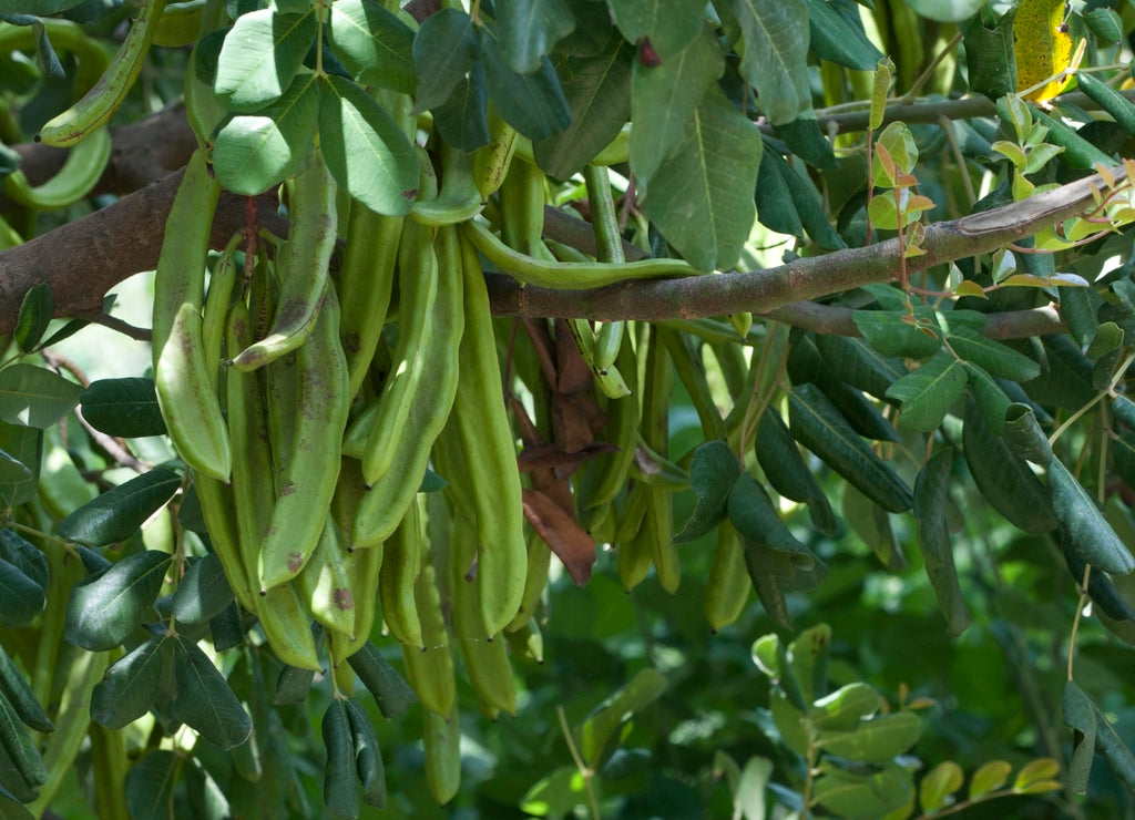 CAROB TREE --Ceratonia siliqua--