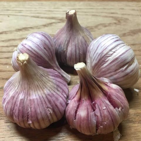 GARLIC 'Chesnok Red' --Allium sativum--