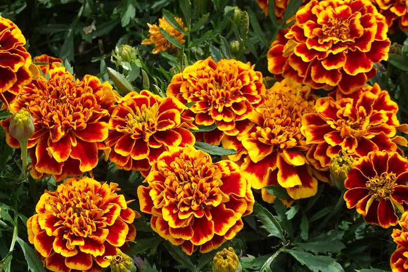 MARIGOLD 'Colossus Red Gold Bicolor'