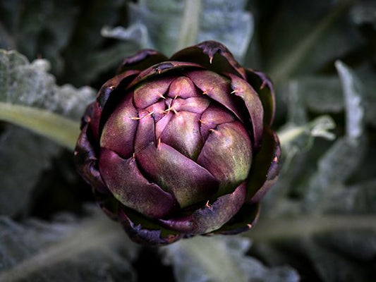 ARTICHOKE 'Colorado Red Star'