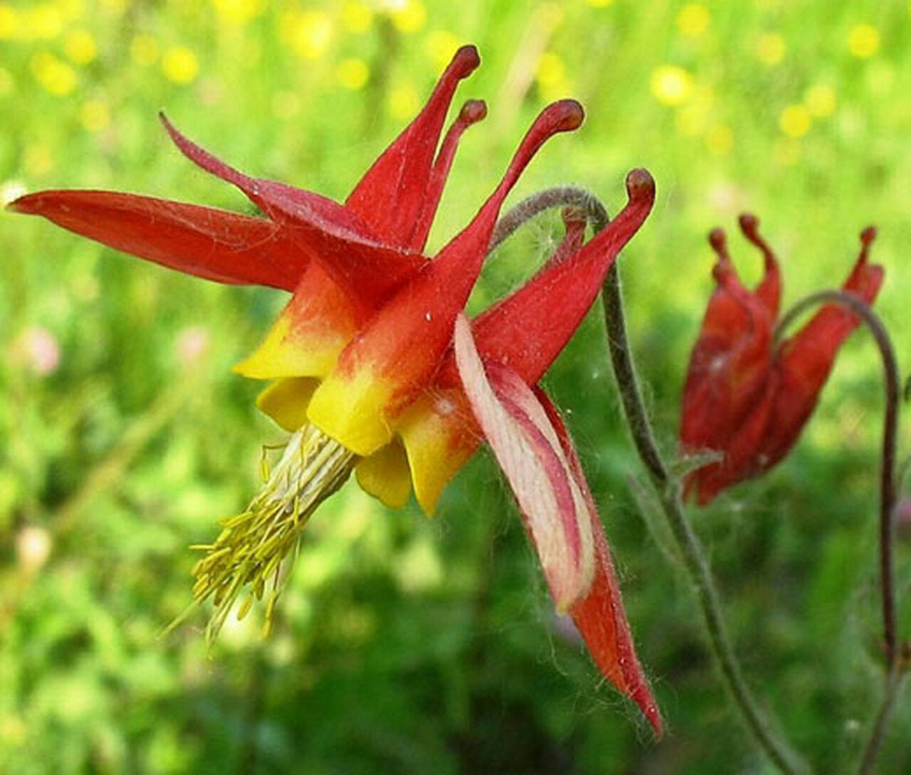 Aquilegia canadensis --Red Columbine--