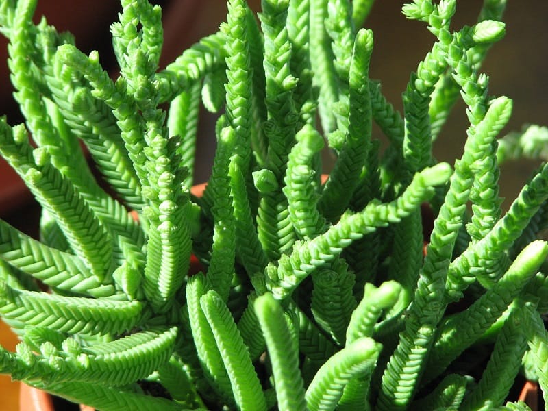 watchchain succulent Crassula muscosa 'Worms' --Watch Chain Plant--
