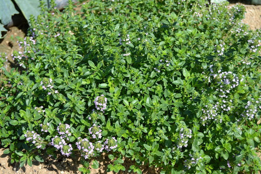 THYME 'Creeping Lemon' --Thymus pulegioides--