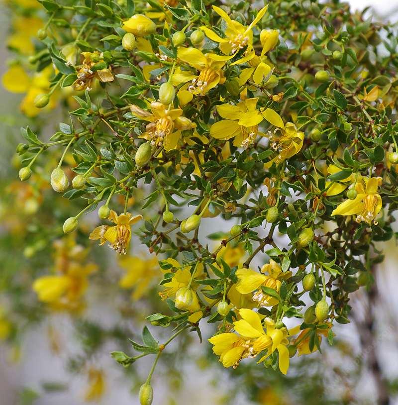 CHAPARRAL 'Creosote Bush' --Larrea tridentata--