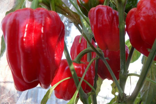 PEPPER 'Criolla de Cocina'