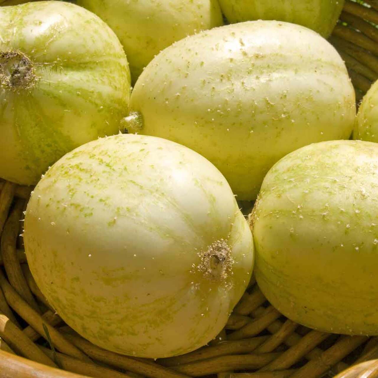 CUCUMBER 'Crystal Apple'
