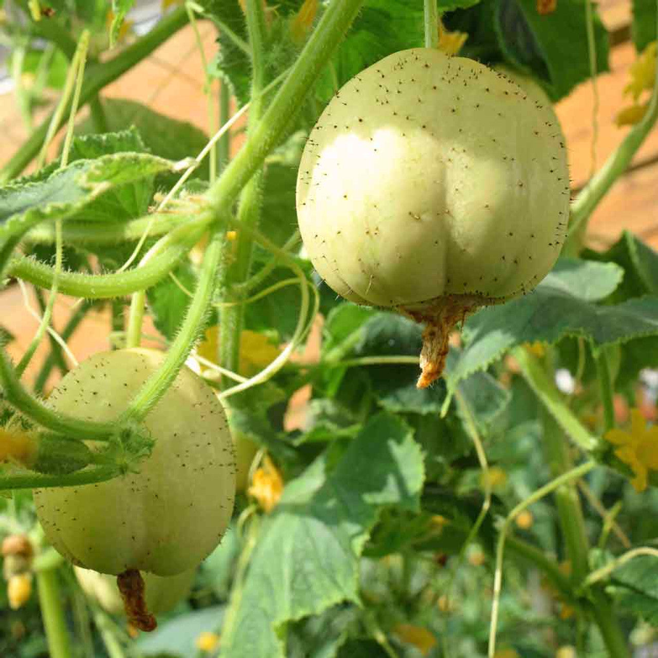 CUCUMBER 'Crystal Apple'