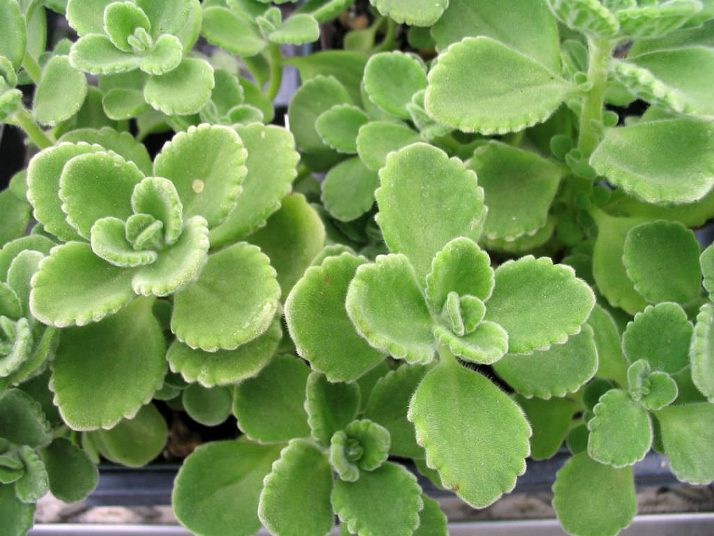 OREGANO 'Cuban' --Coleus amboinicus--