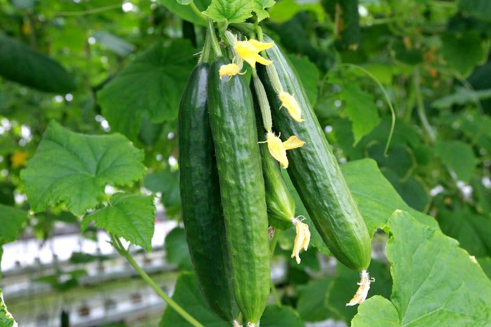 CUCUMBER 'Muncher'