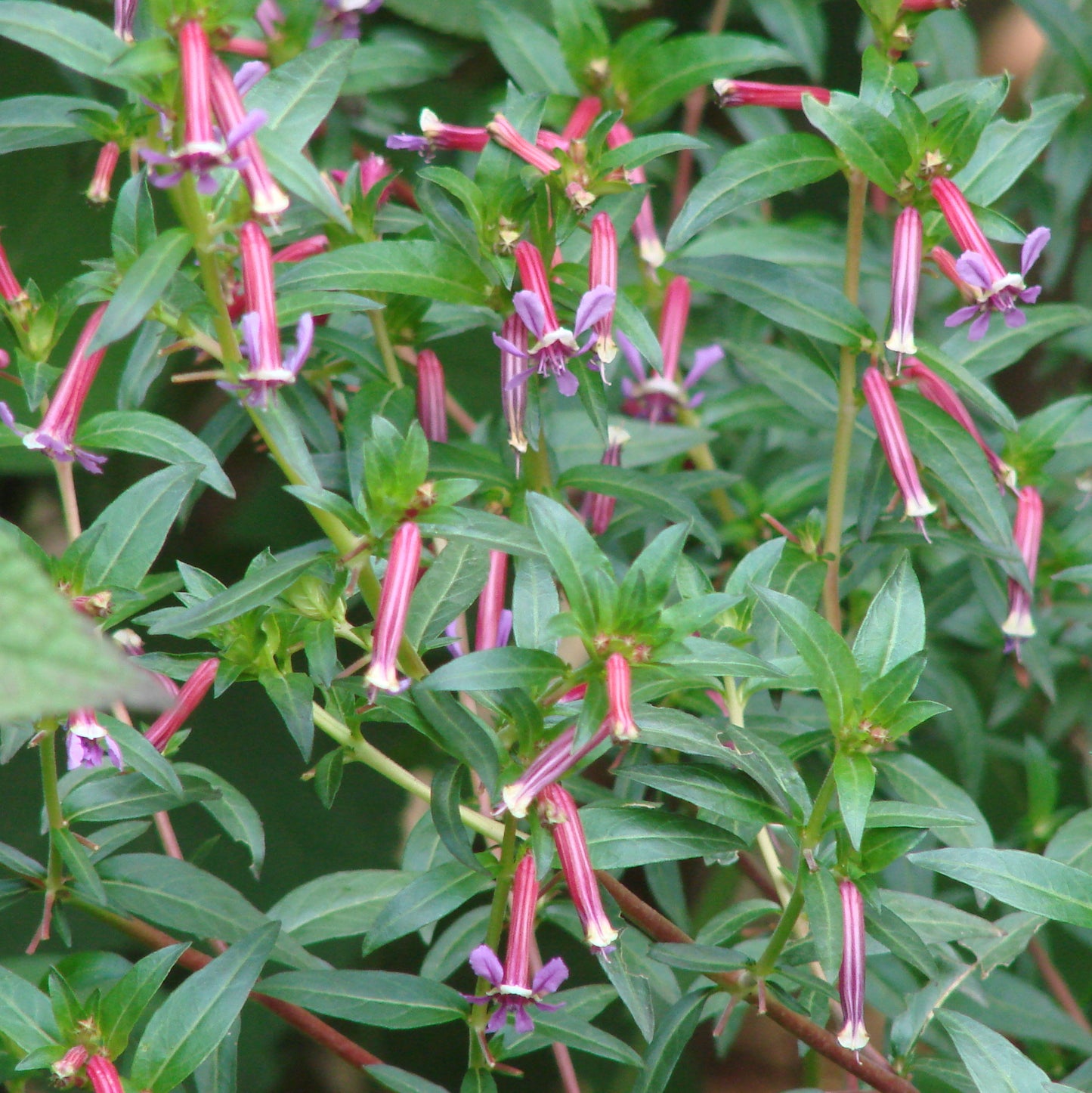 Cuphea 'Kristen's Delight' --Pink Cigar Plant--