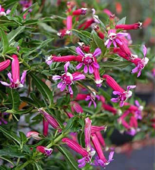 Cuphea aequipetala --Mexican Loosestrife Cigar Plant--