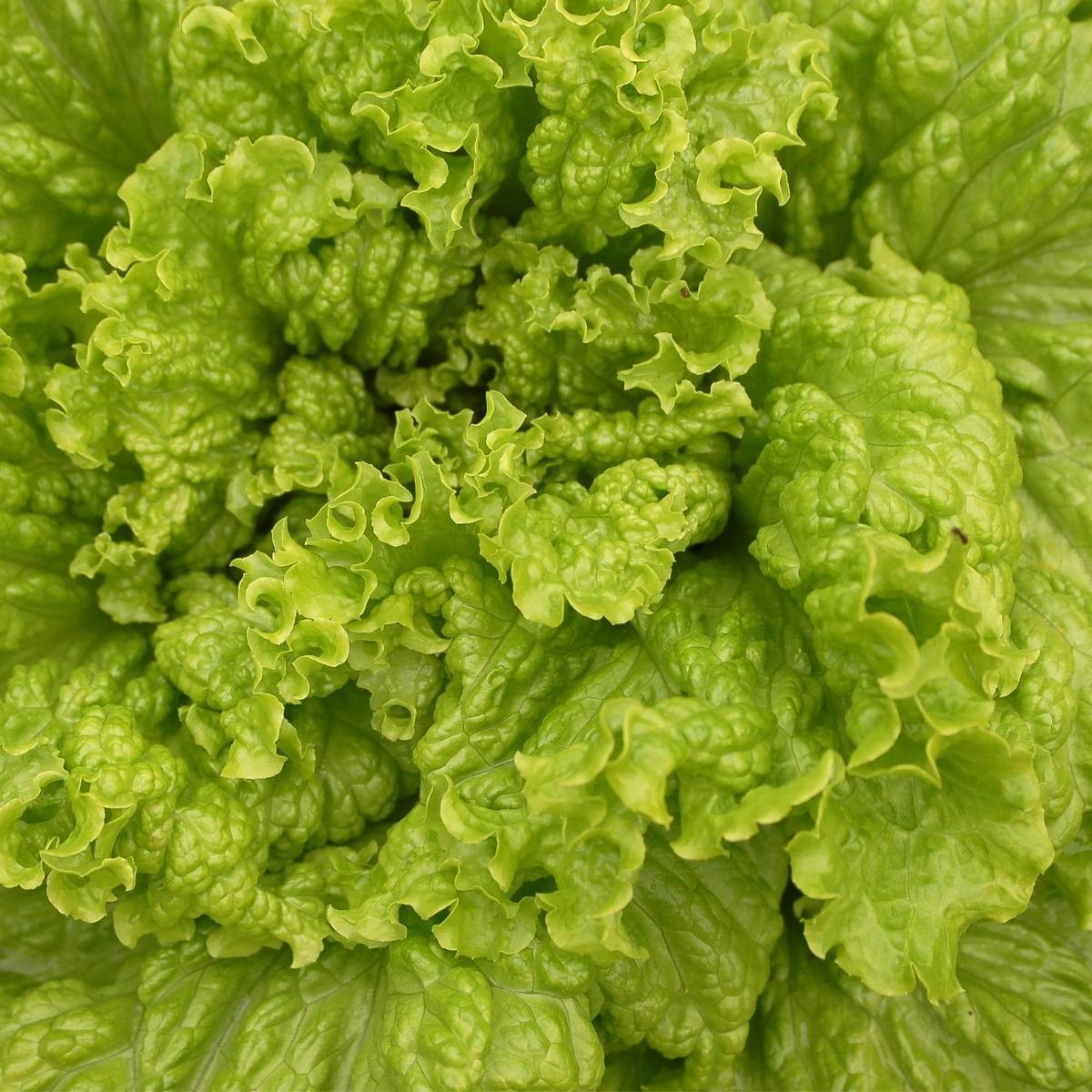 LETTUCE 'Australian Yellow'
