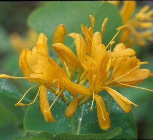 Lonicera flava --Yellow Honeysuckle--