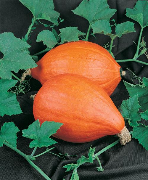 SQUASH 'Golden Delicious'
