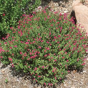 Scutellaria suffrutescens --Pink Skullcap--