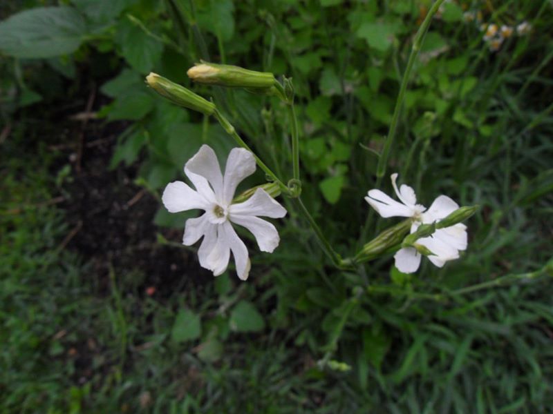 DREAM ROOT --Silene capensis--