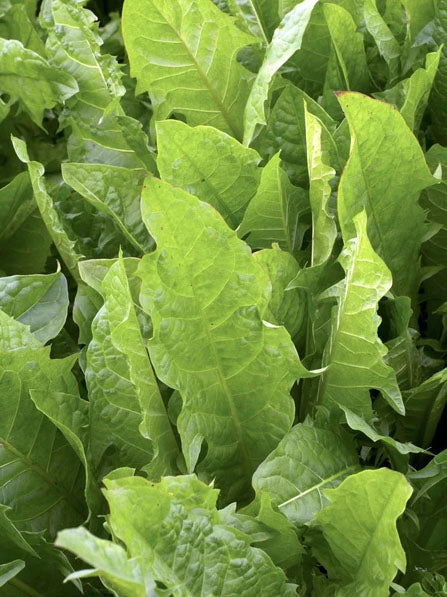 DANDELION GREENS --Taraxacum officinale--