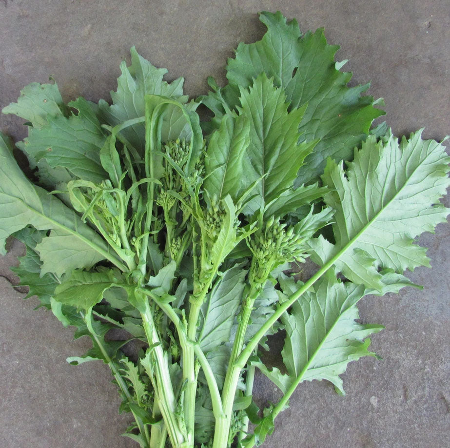 BROCCOLI 'Deitrich's Wild Raab'
