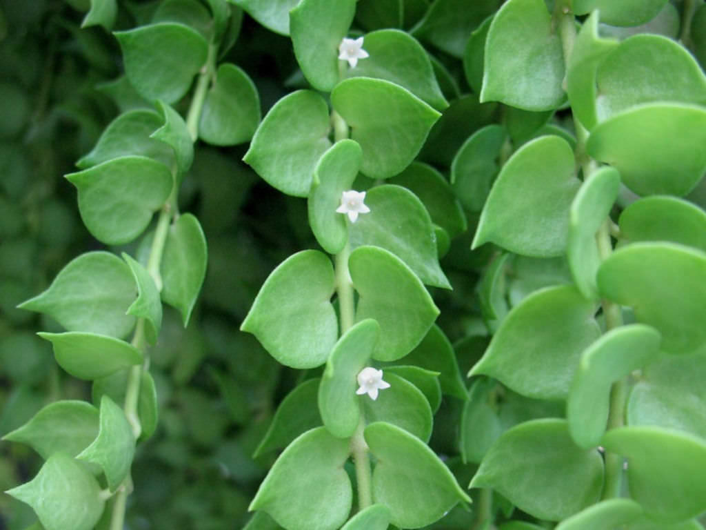 million hearts succulent Dischidia ruscifolia 'Million Hearts'