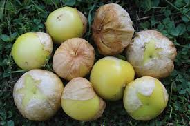 TOMATILLO 'Dr. Wyche's Yellow'