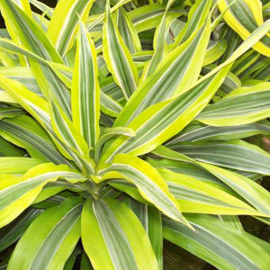 dracaena deremensis size Dracaena deremensis 'Lemon Lime'