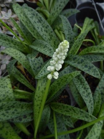 Ledebouria botryoides --Giant Squill--