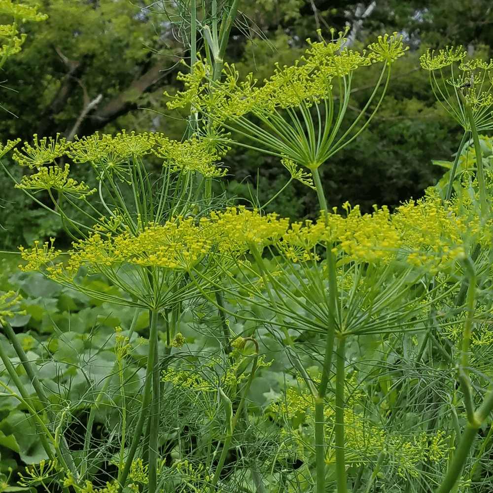 DILL 'Dukat' --Anethum graveolens--