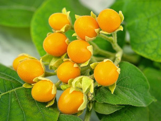 TAMARILLO 'Dwarf' --Cyphomandra abutiloides--