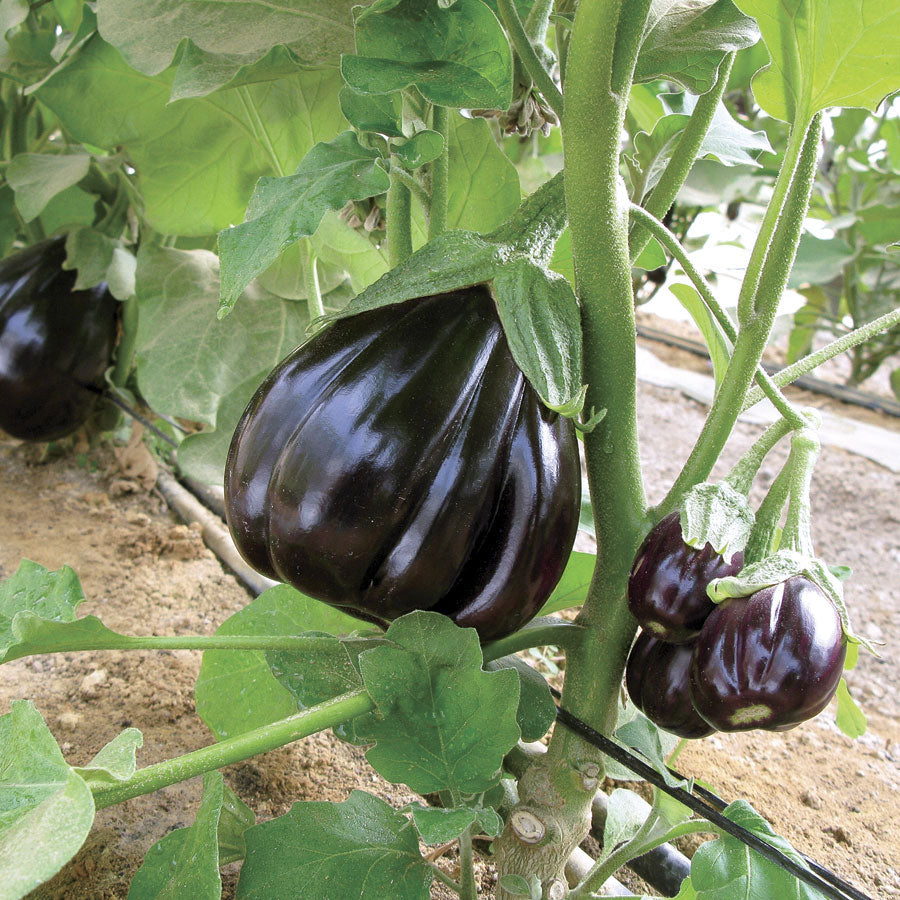 EGGPLANT 'Black Beauty'