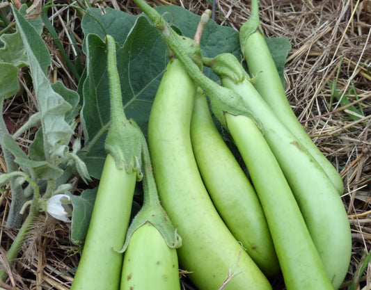 EGGPLANT 'Louisiana Long Green'