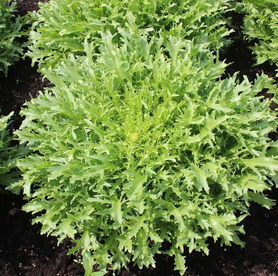 ENDIVE 'Très Fine Maraîchère Olesh'