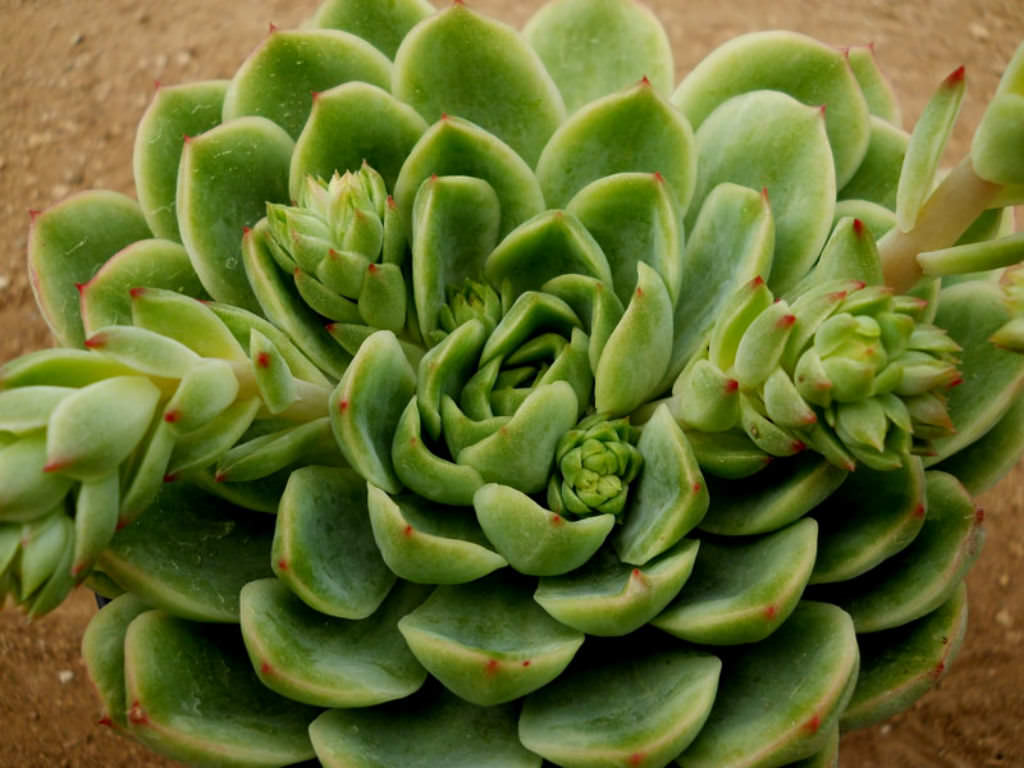 lime succulents Echeveria 'Lime n' Chile'